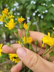 Hieracium sabaudum