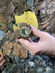 Cyanoboletus pulverulentus