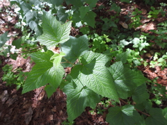 Rubus trilobus