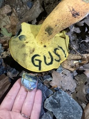 Cyanoboletus pulverulentus