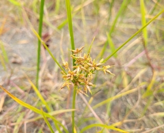 Cyperus haspan