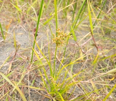 Cyperus haspan
