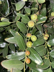 Ziziphus jujuba