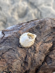 Amphibalanus eburneus