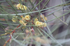 Acacia sericophylla