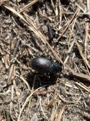 Tenebrionidae