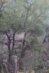 Acacia sericophylla