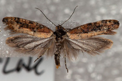 Ypsolopha