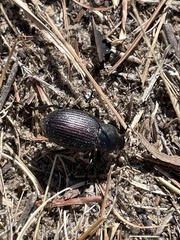 Tenebrionidae
