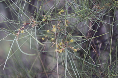 Acacia sericophylla
