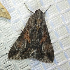 Melipotis jucunda