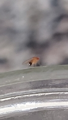 Drosophilidae