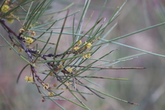 Acacia sericophylla