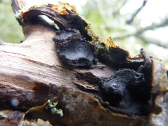 Biscogniauxia repanda