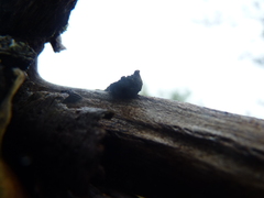 Biscogniauxia repanda