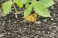 Taractrocera archias