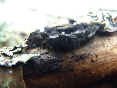 Biscogniauxia repanda