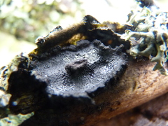 Biscogniauxia repanda