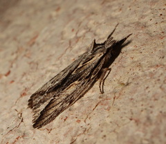 Ecnomodes sagittaria