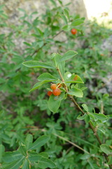 Lonicera pyrenaica