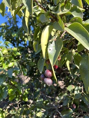 Prunus ilicifolia lyonii