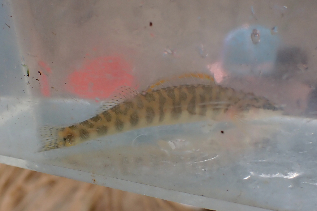 Ouachita Darter