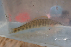 Percina brucethompsoni