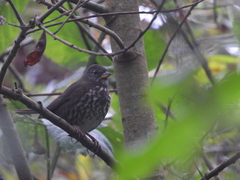 Passerella iliaca