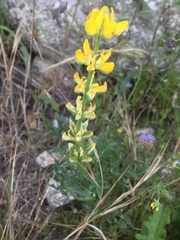 Lupinus luteus