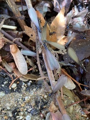 Reticulitermes hesperus