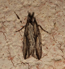 Ecnomodes sagittaria