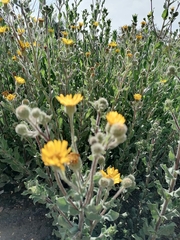 Heterotheca inuloides