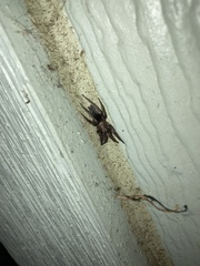 Scotophaeus blackwalli