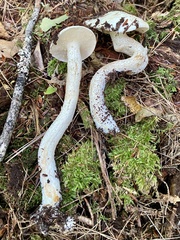 Suillus placidus