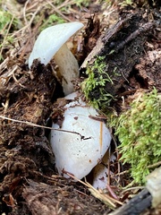 Suillus placidus