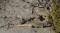 Liolaemus nigromaculatus