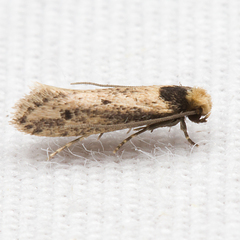 Tinea apicimaculella