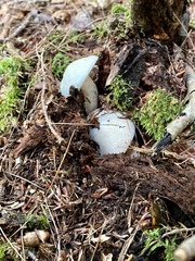 Suillus placidus