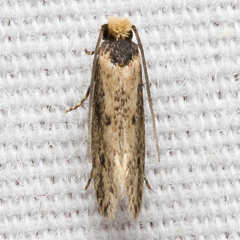 Tinea apicimaculella