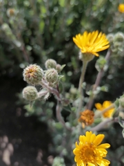 Heterotheca inuloides