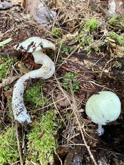 Suillus placidus