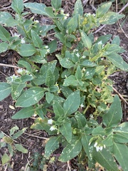 Solanum physalifolium nitidibaccatum