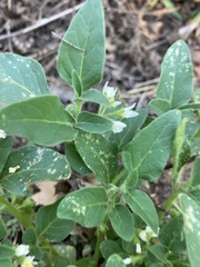 Solanum physalifolium nitidibaccatum