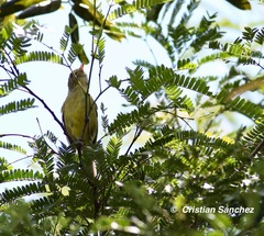 Vireo pallens