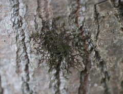 Frullania eboracensis