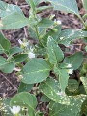 Solanum physalifolium nitidibaccatum