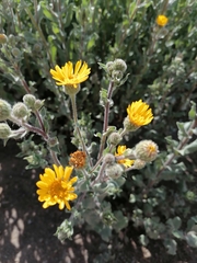 Heterotheca inuloides