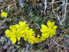 Hibbertia pustulata