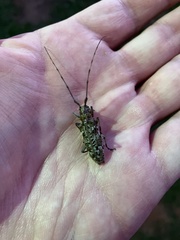 Monochamus carolinensis