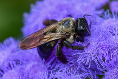 Xylocopa virginica